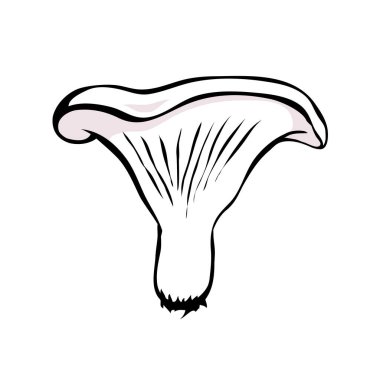 Süt mantarı. Yenilebilir orman mantarı. Kahverengi mantar şapkası. Lezzetli, besleyici doğal yiyecekler. Yemek pişirmek için sağlıklı malzeme. Beyaz arkaplanda karikatür vektör çizimi. El çizimi çizim