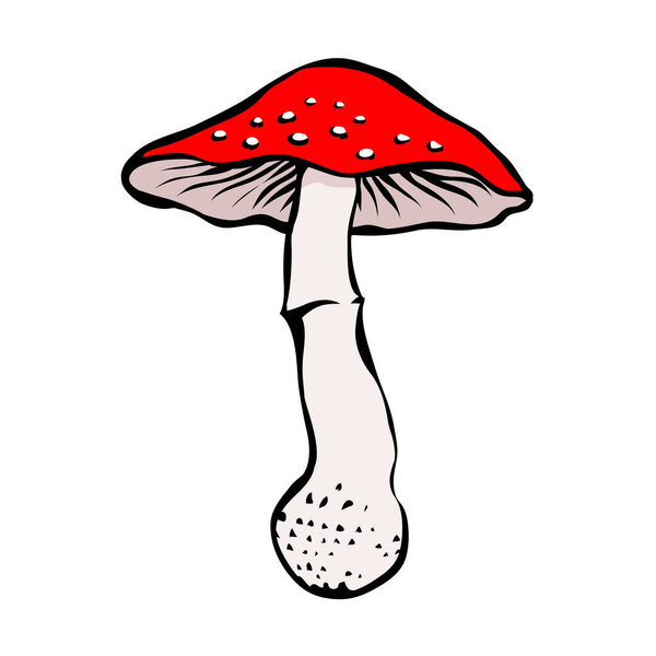 Fly agaric with a red cap. Poisonous mushroom. Cartoon vector art illustration isolated on white background. Hand drawn line sketch