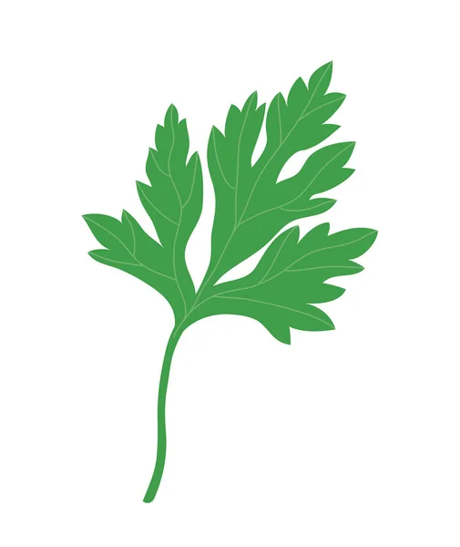 Зелена Купка Петрушки Інгредієнт Приправа Страви Натуральна Здорова Їжа Дієта — стоковий вектор