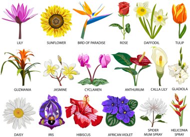 18 tür renkli çiçekler