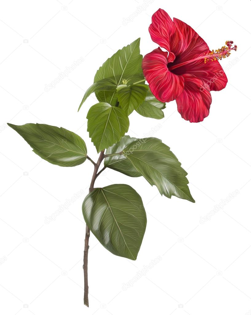 Painting of Hibiscus flower on white background