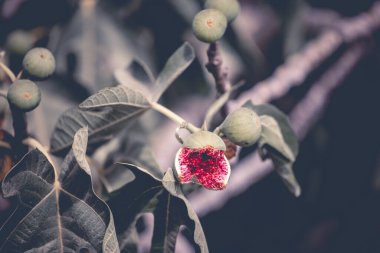 Bir daldaki kırmızı incir meyvesinin yakın plan pastoral resmi