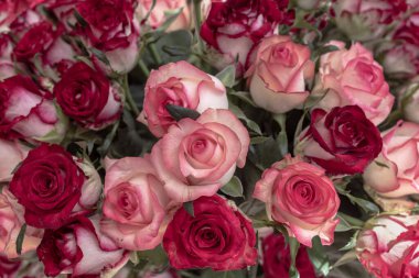 Bir buket kırmızı ve pembe gül. Çiçekler tüm arka planı dolduruyor..