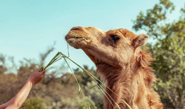 Camel Está Comiendo Hierba Mano Alguien Primer Plano Cabeza Del — Foto de Stock