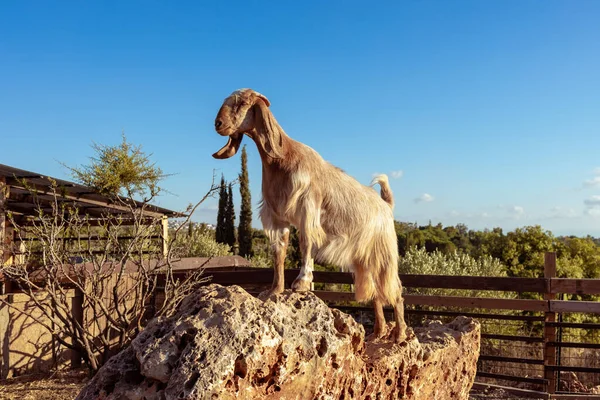 One Goat Standing Rock Farm Clear Blue Sky Background — Foto de Stock