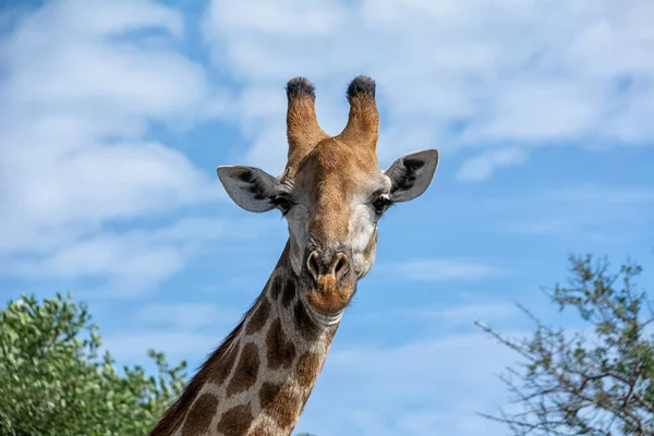 Retrato Cerca Una Cabeza Jirafa Sur África — Foto de Stock