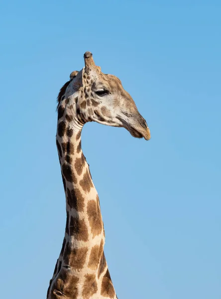 Portret Zbliżenie Głowy Żyrafa Afryce Południowej — Zdjęcie stockowe