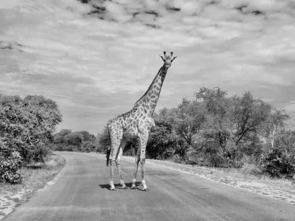 Una Jirafa Cruzando Una Carretera Sur África — Foto de Stock