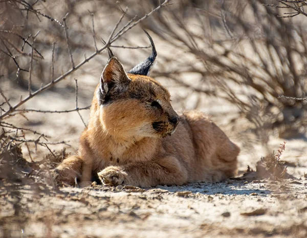 Egy Caracal Pihen Egy Bokor Alatt Kalahári Szavannában — Stock Fotó