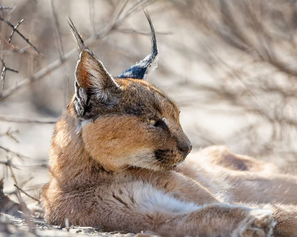 Egy Caracal Pihen Egy Bokor Alatt Kalahári Szavannában — Stock Fotó