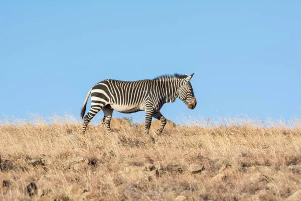 Cape Mountain Zebra Dél Afrikai Szavannában — Stock Fotó