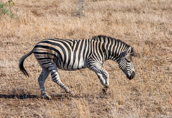 Burchell Zebra Güney Afrika Savanasında — Stok fotoğraf