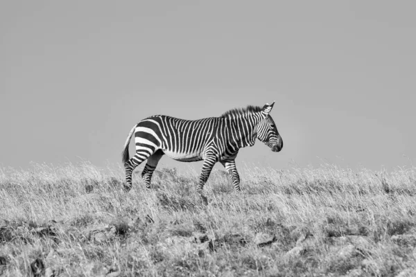Зебра Южной Африканской Саванне — стоковое фото