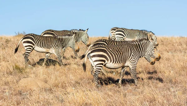 Cape Mountain Zebra Dél Afrikai Szavannában — Stock Fotó