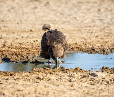 Olgunlaşmamış bir Bateleur Eagle Güney Afrika savanasında bir su birikintisinde