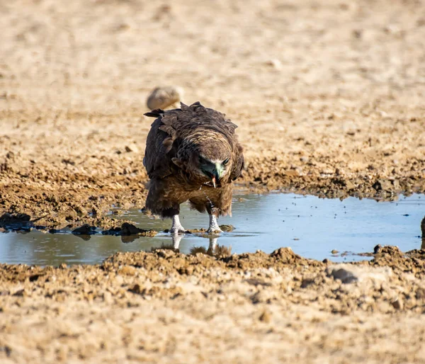 在南部非洲稀树草原的一个水坑里 一只不成熟的巴特鲁尔鹰 — 图库照片