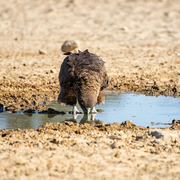 Een Onvolwassen Bateleur Adelaar Bij Een Drinkplaats Zuidelijk Afrika Savanne — Stockfoto