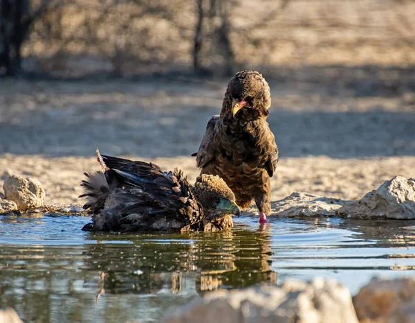 在南部非洲稀树草原的一个水坑里 不成熟的巴特鲁尔老鹰 — 图库照片