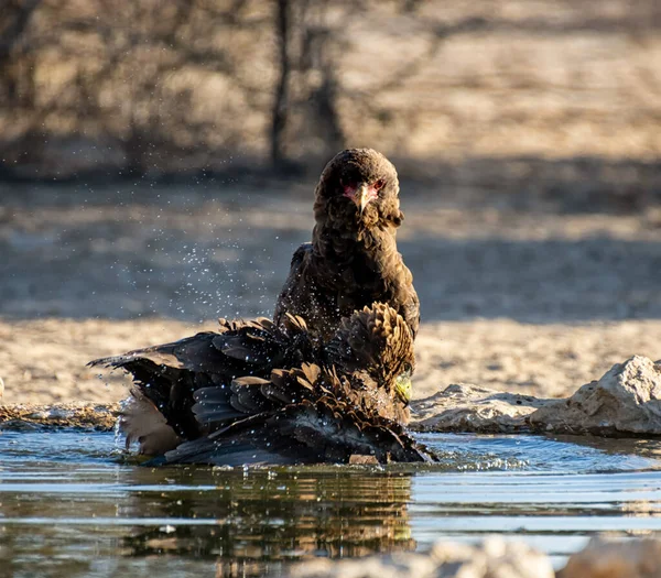 Águilas Inmaduras Bateleur Abrevadero Sabana Del Sur África — Foto de Stock