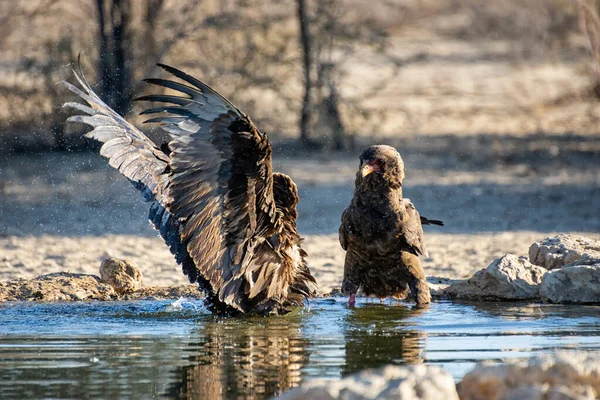 Águilas Inmaduras Bateleur Abrevadero Sabana Del Sur África — Foto de Stock