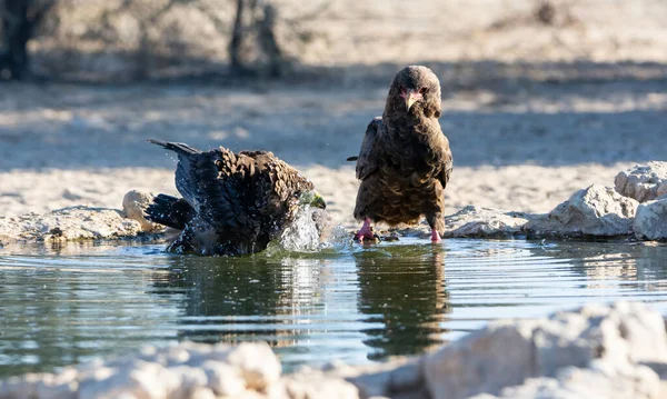 在南部非洲稀树草原的一个水坑里 不成熟的巴特鲁尔老鹰 — 图库照片