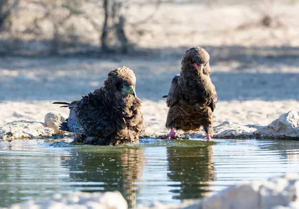 Águilas Inmaduras Bateleur Abrevadero Sabana Del Sur África — Foto de Stock