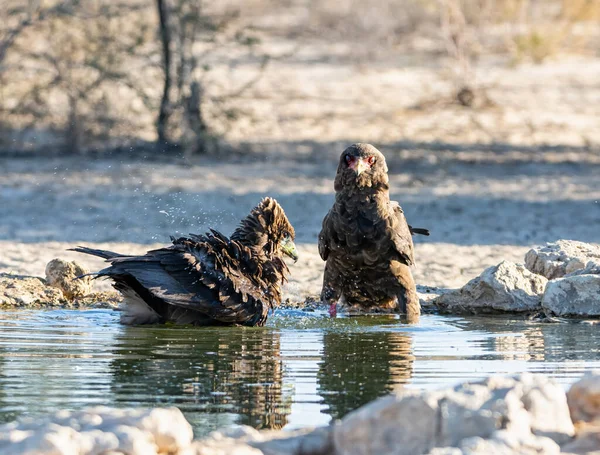 Aigles Bateleur Immatures Dans Abreuvoir Dans Savane Afrique Australe — Photo