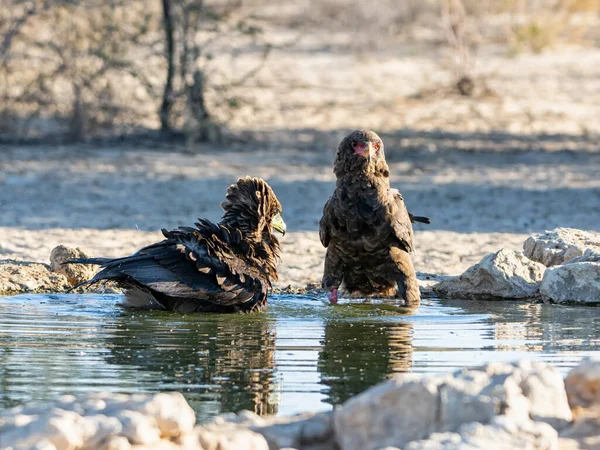 Águilas Inmaduras Bateleur Abrevadero Sabana Del Sur África — Foto de Stock