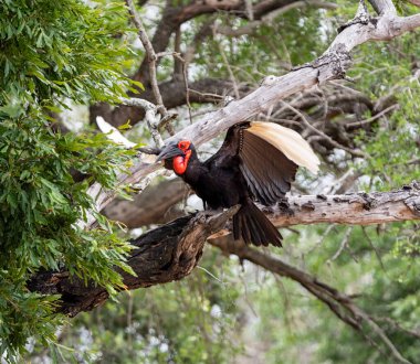 Afrika savanasında bir Güney Saha Boynuzu