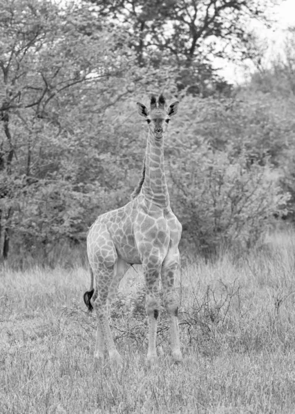 Baby Giraffe Standing Southern African Savannah — Stock Photo, Image