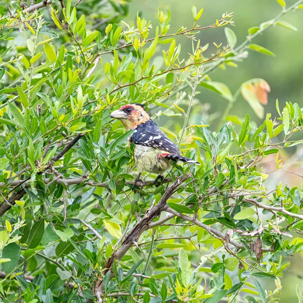 Ett Crested Barbet Uppsatt Ett Träd Södra Afrika — Stockfoto