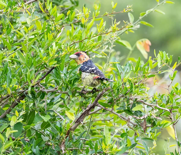 Crested Barbet Perched Tree Southern Africa — Stockfoto