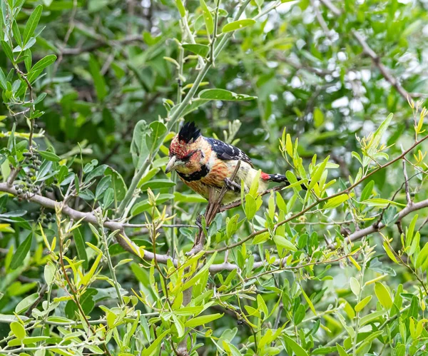 Ett Crested Barbet Uppsatt Ett Träd Södra Afrika — Stockfoto