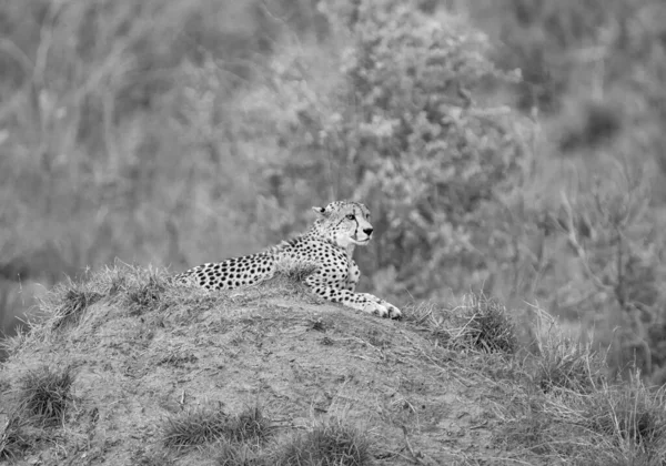 Cheetah Resting Termite Mound Southern African Savannah — Fotografia de Stock