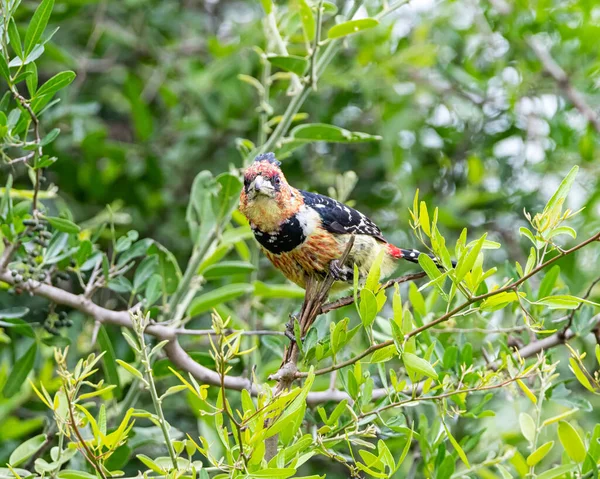 Crested Barbet Perched Tree Southern Africa — 스톡 사진