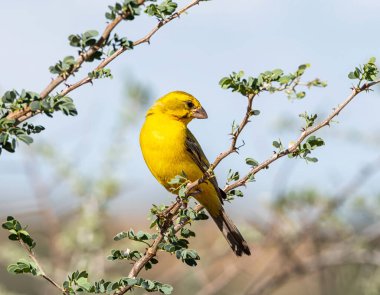 Güney Afrika, Kalahari 'de bir ağaca tünemiş bir erkek Sarı Kanarya.