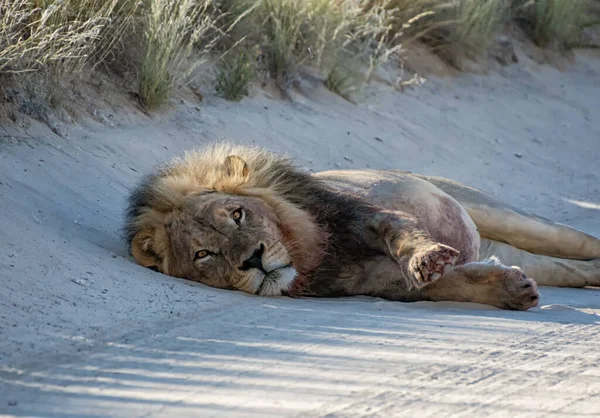 Een Zwartmanige Kalahari Leeuw Rustend Een Onverharde Weg Het Voeden — Stockfoto