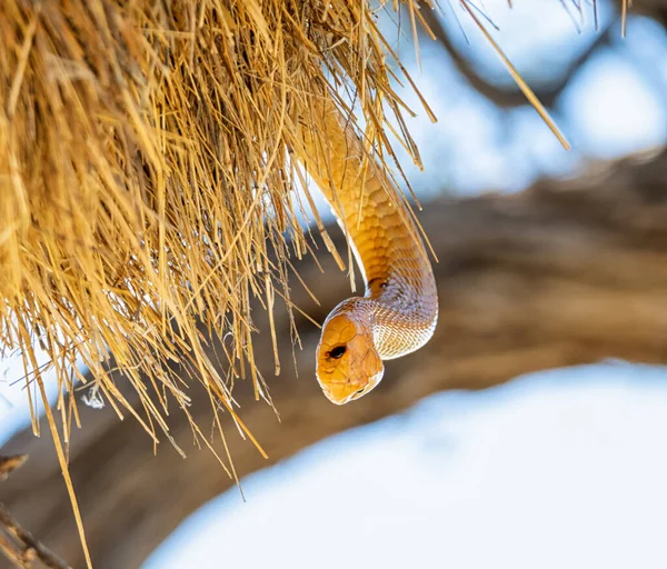 Cape Cobra Hunting Birds Sociable Weavers Nest Kalahari South Africa — Stock Photo, Image