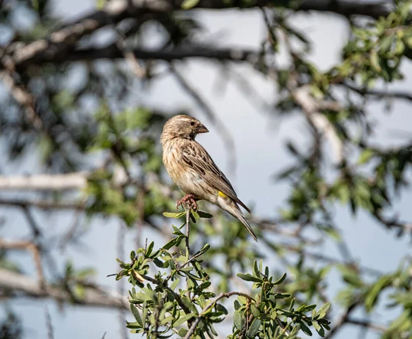 Ein Kanarienvogelweibchen Thront Einem Baum Der Kalahari Südafrika — Stockfoto