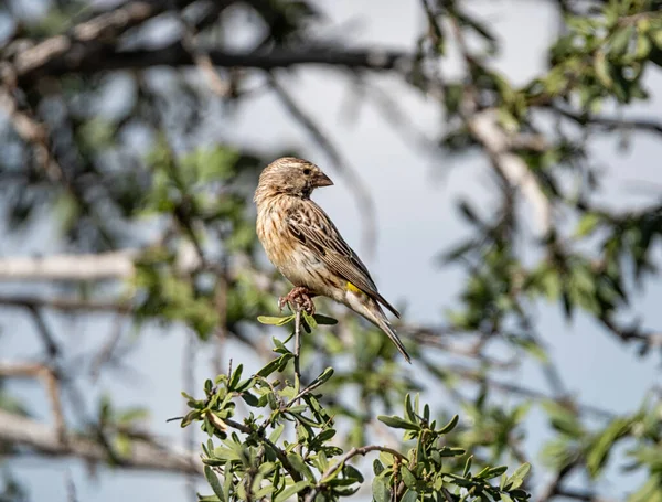 Gul Kanariefågel Ett Träd Kalahari Sydafrika — Stockfoto