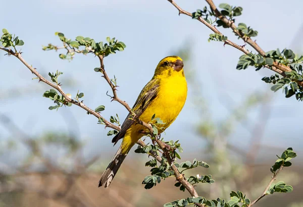 Male Yellow Canary Perched Tree Kalahari South Africa — Stock Photo, Image