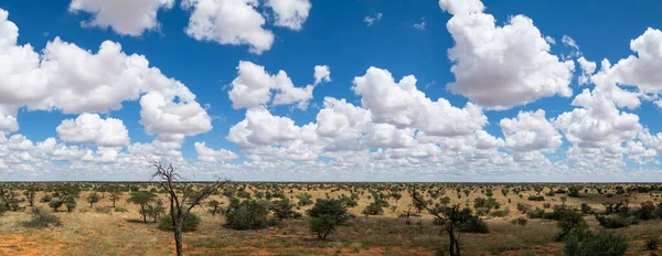 A sunny day in the Kgalagadi, South Africa