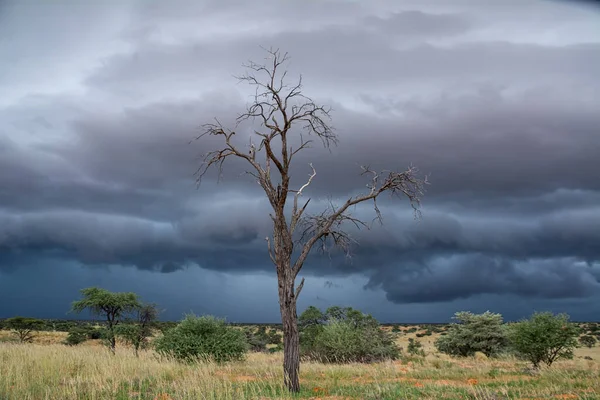 Storm clouds building over Gharagab in the Kgalagadi