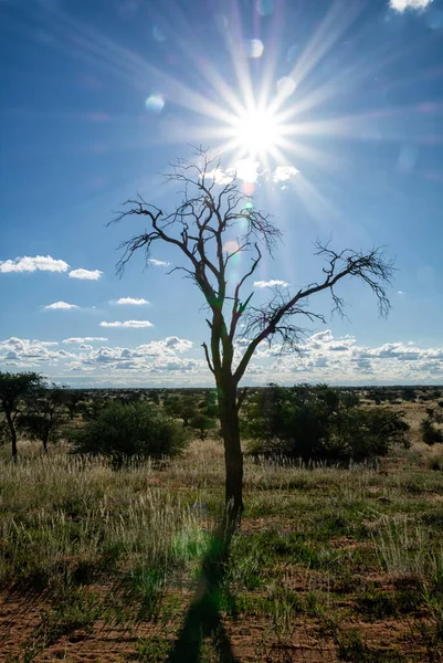 Ein Sonniger Tag Kgalagadi Südafrika — Stockfoto