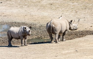 Güney Afrika 'da bir su birikintisinde Kara Gergedan anne ve yavrusu.