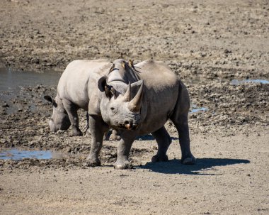 Güney Afrika 'da bir su birikintisinde Kara Gergedan anne ve yavrusu.