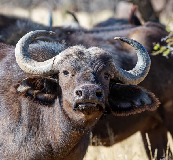 Buffalo Africain Dans Savane Afrique Australe — Photo