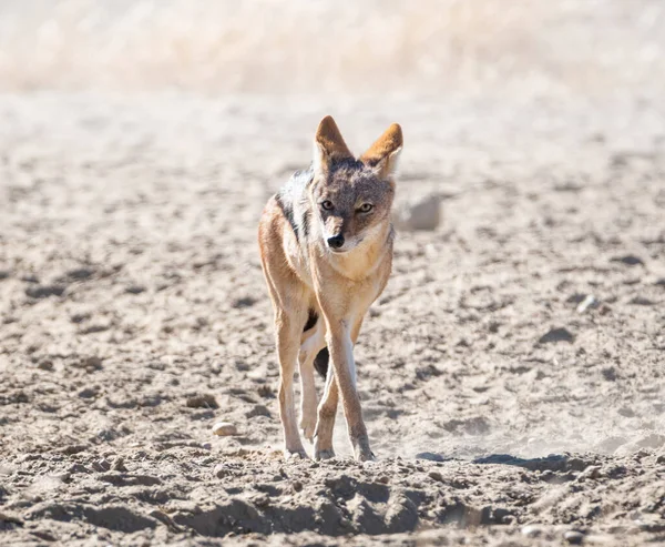 Ritratto Uno Sciacallo Dalla Schiena Nera Nella Savana Dell Africa — Foto Stock