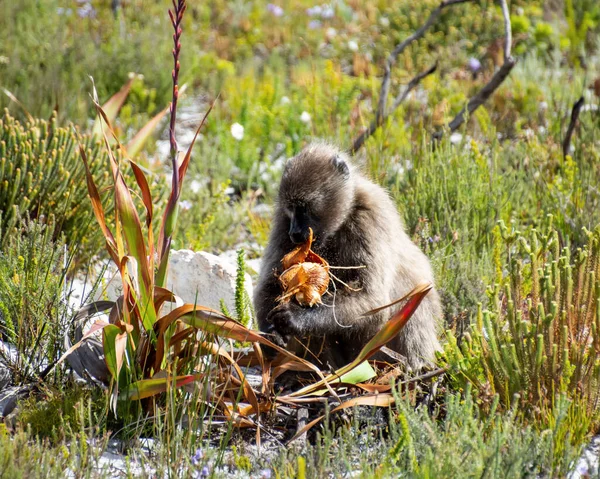 Μια Chacma Baboon Τρώει Μια Λάμπα Ταμπουλάρι Watsonia Στη Χερσόνησο — Φωτογραφία Αρχείου