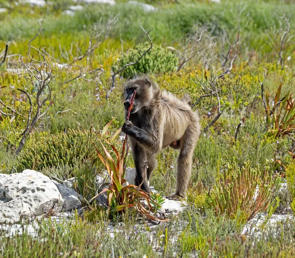 Babuino Chacma Comiendo Una Bombilla Watsonia Tabularis Península Del Cabo — Foto de Stock